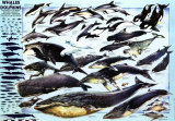 Whales and Dolphins