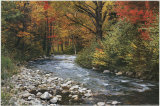 Forest Creek