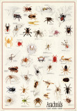 Arachnids