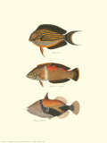 Buy Tropical Fish IV at AllPosters.com