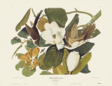 Black-Billed Cuckoo