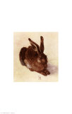 Buy Young Hare at AllPosters.com