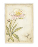 Peony I Art Print
