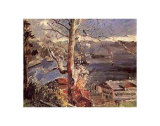 Buy Tree at Walchensee at AllPosters.com