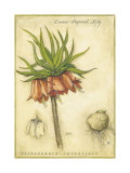 Crown Imperial Lily Art Print