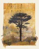 Presidio Cypress Study I