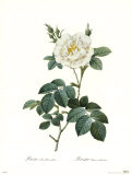 Buy Rosa Albaflore Pleno at AllPosters.com