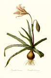 Amaryllis Broussonetti