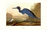Little Blue Heron