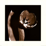 Open Tulip