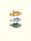 Trigger Fish