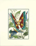 Butterfly VI