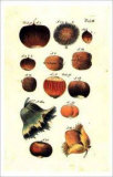 Buy Fruit and Nuts at AllPosters.com