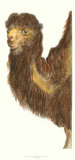 Buy Elongated Camel at AllPosters.com