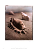 Buy Seashell III at AllPosters.com