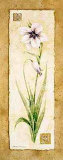 Gladiola