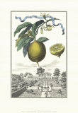 Buy Limon Zucherin at AllPosters.com