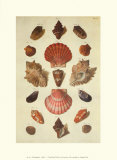 Shells