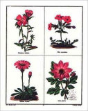 Pink Flowers
