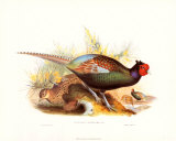 Buy Pheasant Versicolor at AllPosters.com