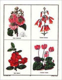 Pink and Red Flowers