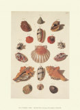 Shells