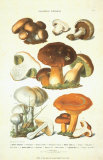 Fungi I