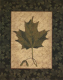 Sugar Maple Leaf