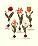 Tulips I