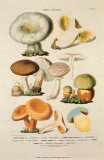 Fungi IV