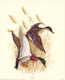 Buy Mallards at AllPosters.com