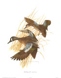 Buy Blue Winged Teal at AllPosters.com