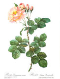 Buy Rose, Damascena Aurora at AllPosters.com