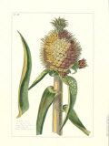 Tropical Pineapple I