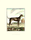 Buy Great Dane at AllPosters.com