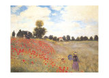 Coquelicots