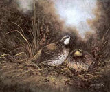 Quail Study