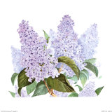 Buy Lilac at AllPosters.com