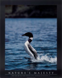 Female Loon