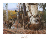 Autumn's Majesty
