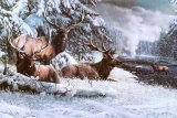 Elk