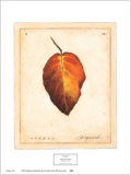 Dogwood Leaf Art Print