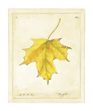 Maple Leaf Art Print