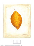 Beech Leaf Art Print
