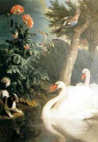 Cygnes