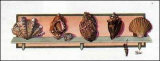 Buy Collection of Shells II at AllPosters.com