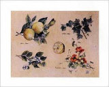 Winter Fruits