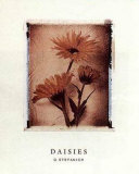 Buy Daisy Study I at AllPosters.com