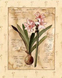 Amaryllis