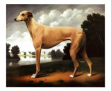 Greyhound in a Parkland Landscape